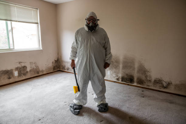 Best Basement Mold Removal  in Kapaa, HI